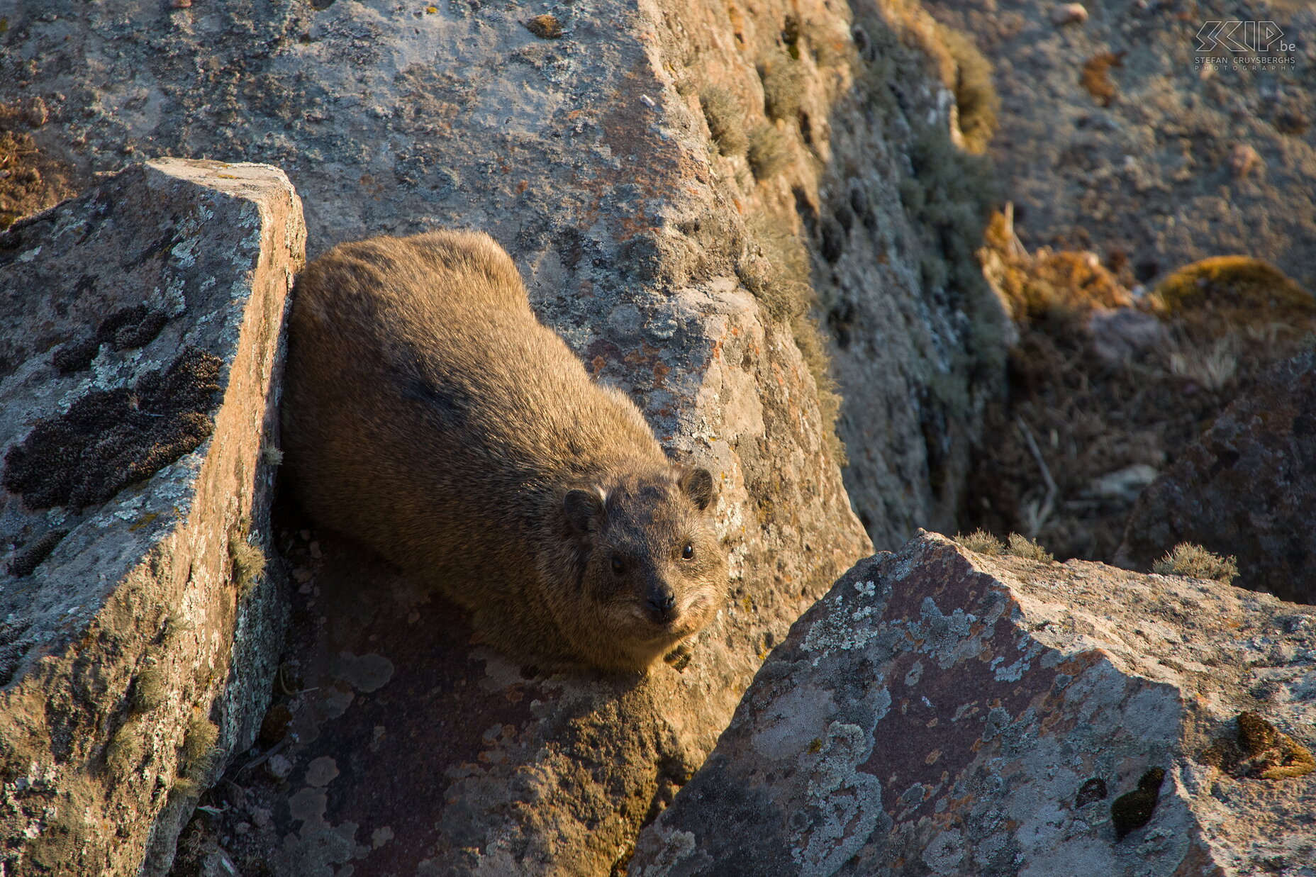 Hudad - Rock hyrax On the cliffs on the plateau you find rock hyraxes (Dassie, Procavia capensis) but these animals are very shy. Stefan Cruysberghs